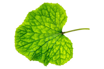 a single green leaf of common mallow