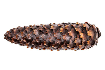 a single brown spruce cone