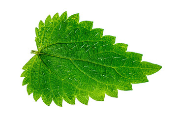 a single green leaf of nettle