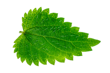a single green leaf of nettle