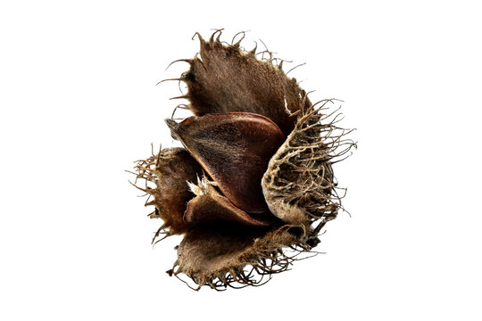 a single brown beechnut