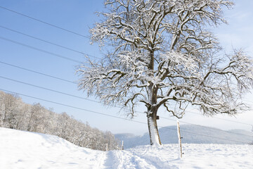 Glorious big tree covered with fresh snow, snowy hills and a blue sky.