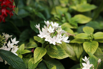 Closeup of Egyptian star blooms, Singapore
