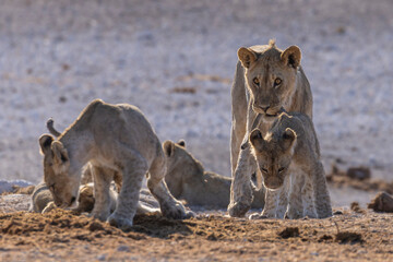 Playful Lions