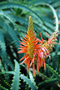 Macro image of a Candelabra Aloe bloom, Singapore
