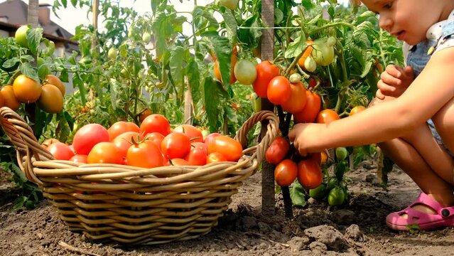 A child in the garden harvests tomatoes. Selective focus.