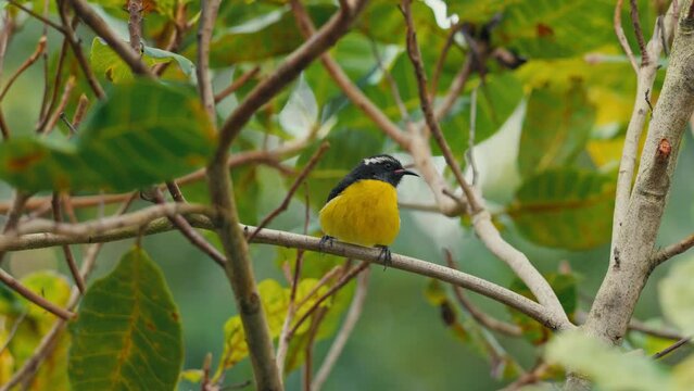 oiseau sucrier guadeloupe