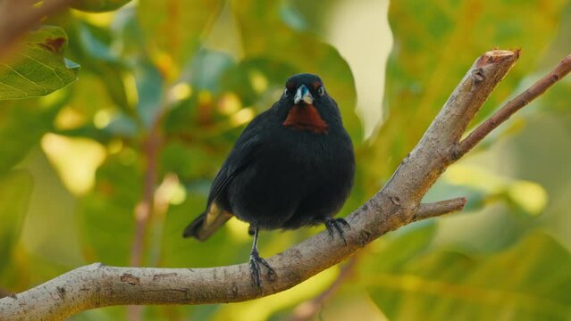 oiseau sporophile rougegorge curieux