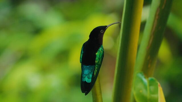 oiseau colibris guadeloupe