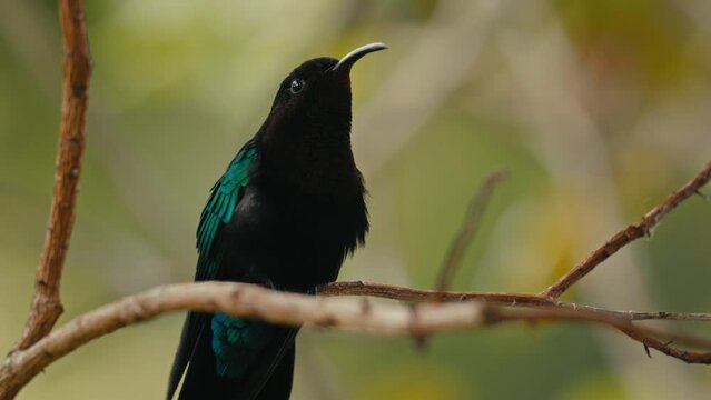 oiseau colibris guadeloupe