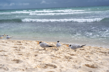 Ptaki na plaży