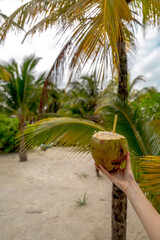 Kokos do picia pod palmą