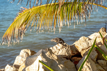 Iguana na kamieniach przy plaży