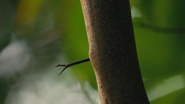 fourmi arbre feuille