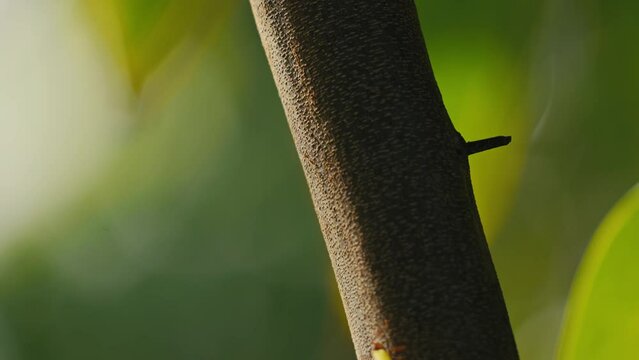 fourmi arbre feuille