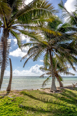 Fototapeta na wymiar Rajska plaża, palmy, kokosy