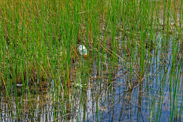 Discarded plastic bottle in the lake