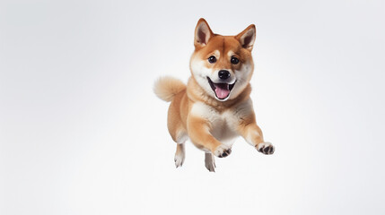 Shiba Inu dog is jumping on isolated on white background.