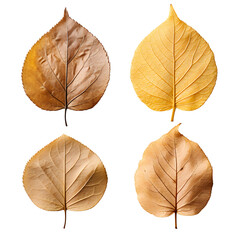 Set of Dry Leaves for Seasonal Art, Autumnal Essence