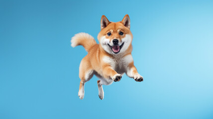 Shiba Inu dog is jumping on isolated on white background.