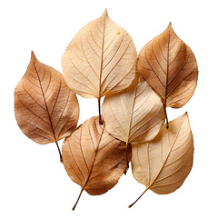 Set of Dry Leaves for Creative Projects, Natures Bounty