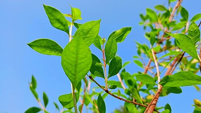 Fresh green henna leaves under the blue sky, (henna plant)