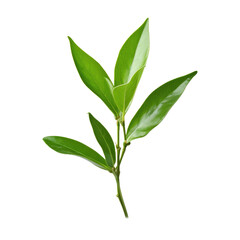 Tea leaf isolated on white or transparent background