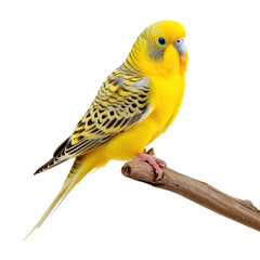 Yellow budgie sits in stick isolated on white or transparent background
