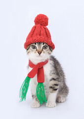 Kitten in Santa Claus xmas red cap. Kitten with knitted red scarf and red hat. Happy New Year 2024. Greeting card. Santa's helper. Christmas Cat card. Santa Cat