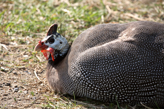 Guinea Fowl resting in scenic Saskatchewan