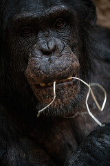 A chimpanzee of Upper Guinea sucks a straw.
