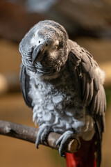 Portrait of a large gray parrot.