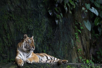 Close up Indochinese tiger is beautiful animal and dangerous in forest