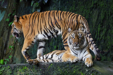 Close up Indochinese tiger is beautiful animal and dangerous in forest