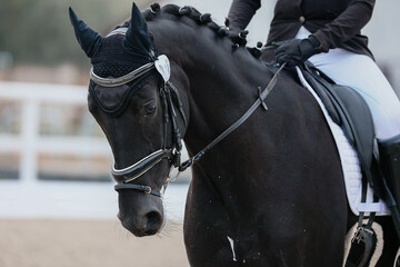 Large portrait of a black horse with a number and browband to dressage