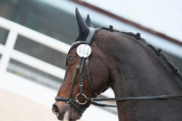 bay horse head close-up with gathered mane and with frontlet at dressage competitions