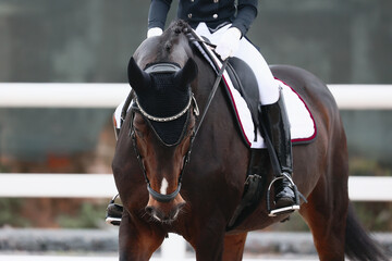 Obraz premium full-face portrait of a liver-chestnut horse during a performance at a dressage competition