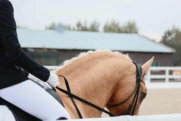 Equestrian sports, dressage details. Riders gloves
