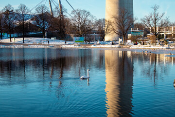 Fototapeta na wymiar Lake with a swan near the Olympic Park in winter, Munich, Germany. This place is a tourist attraction in the city of Munich