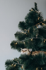 the fluffy cat climbed inside the Christmas tree and sat on the branch