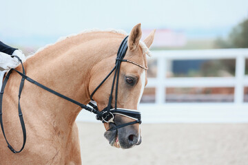 Portrait of a palomino horse during a performance at equestrian competitions.