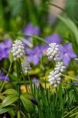 Muscari aucheri grape hyacinth white flowering flowers, group of bulbous plants in bloom, green leaves