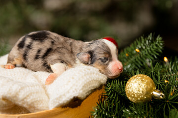 Fototapeta na wymiar Christmas theme. Newborn puppy in Wreath on Deep Green.