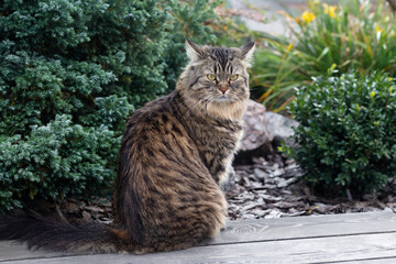 Fluffy cat sitting on the wooden boards on nature background