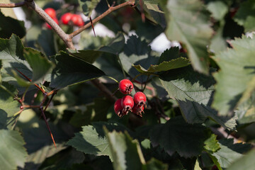 Red ripe hawthorn berries. Close-up. Selective focus. Blurred background.