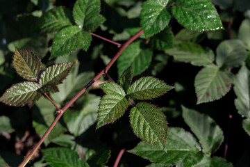 Of wild dark green blackberry leaves. Blackberry Bush. Close-up