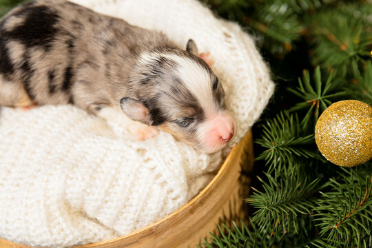 Christmas theme. Newborn puppy in Wreath on Deep Green.