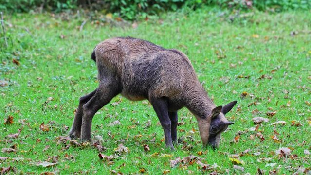 Apennine chamois, Rupicapra pyrenaica ornata, is living in the Abruzzo-Lazio-Molise National Park in Italy and the Pyrenees in Spain