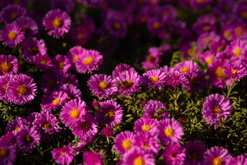 Bee on an Alpine chrysanthemum flower. Alpine asters. Selective focus.