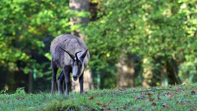 Apennine chamois, Rupicapra pyrenaica ornata, is living in the Abruzzo-Lazio-Molise National Park in Italy and the Pyrenees in Spain
